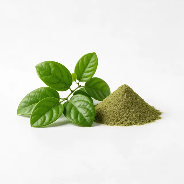 Gymnema leaves and leaf powder